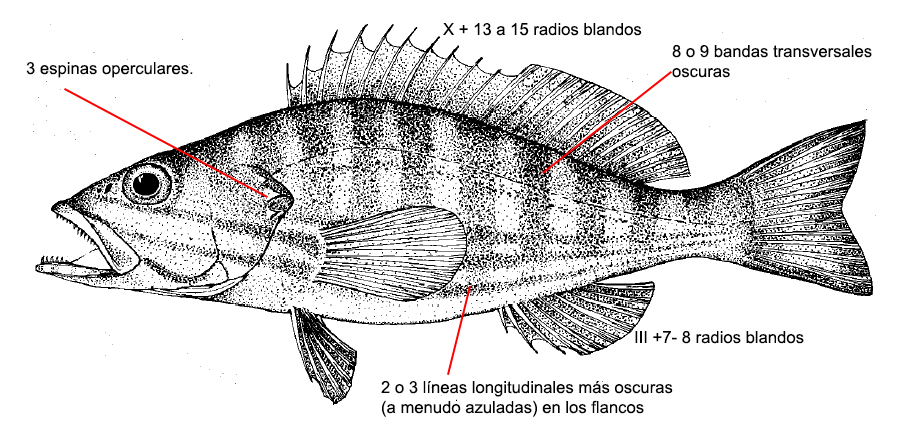 Serranus cabrilla_01.jpg